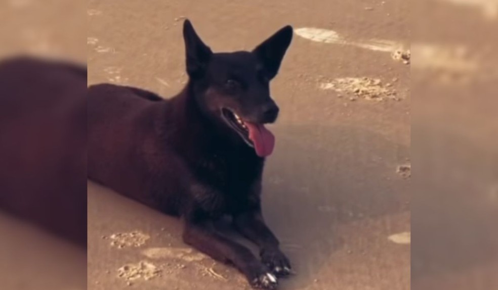 Cão Orelha na areia da praia — Foto: Reprodução/Redes sociais