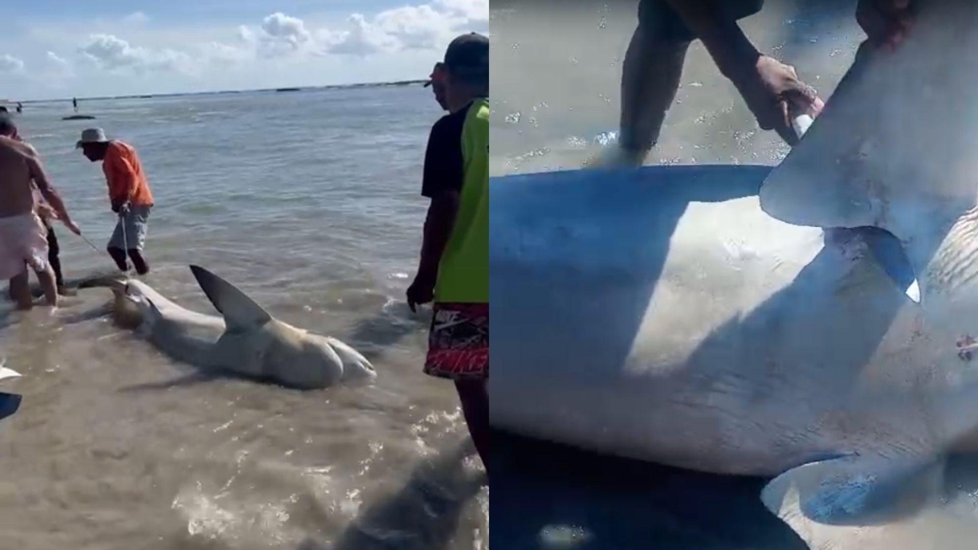 Homens tiram tubarão do mar na Praia do Paiva, cortam barbatanas a facadas e sobem no animal para tirar fotos; VÍDEO