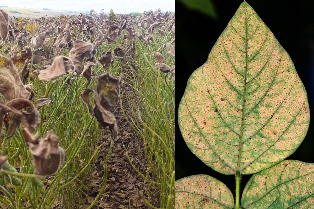 Conheça o fungo que reduz a produtividade em lavouras de soja e avança em MS