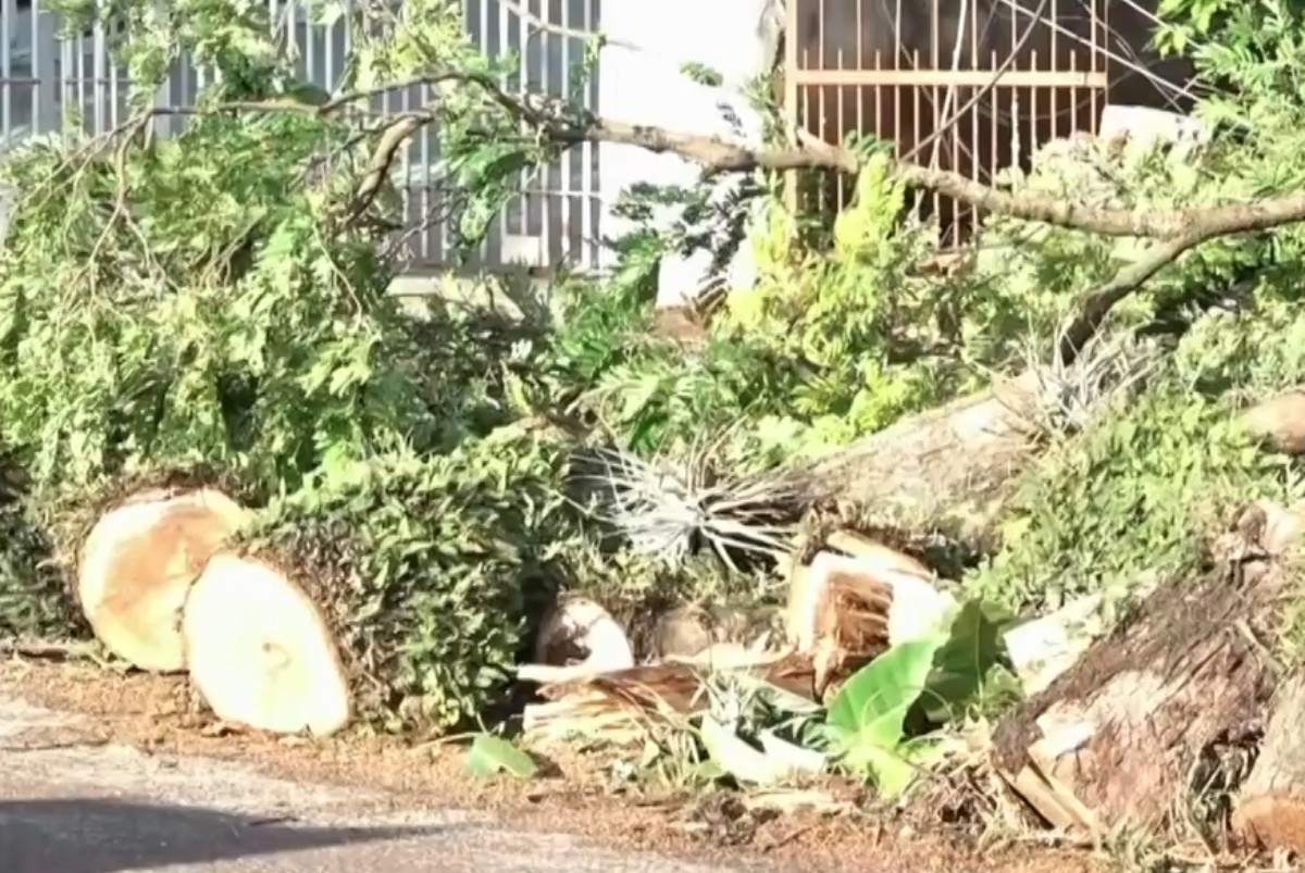 Entre as cidades mais arborizadas do país, Maringá abre licitação de R$ 80 milhões para retirada de 25 mil árvores