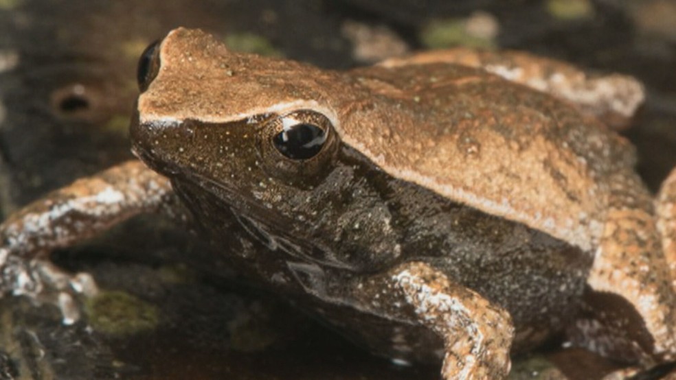 Espécie ameaçada, a rã-de-Seropédica mede apenas 2 centímetros e só é encontrada na Floresta Nacional Mário Xavier, na Baixada Fluminense — Foto: Reprodução/TV Globo
