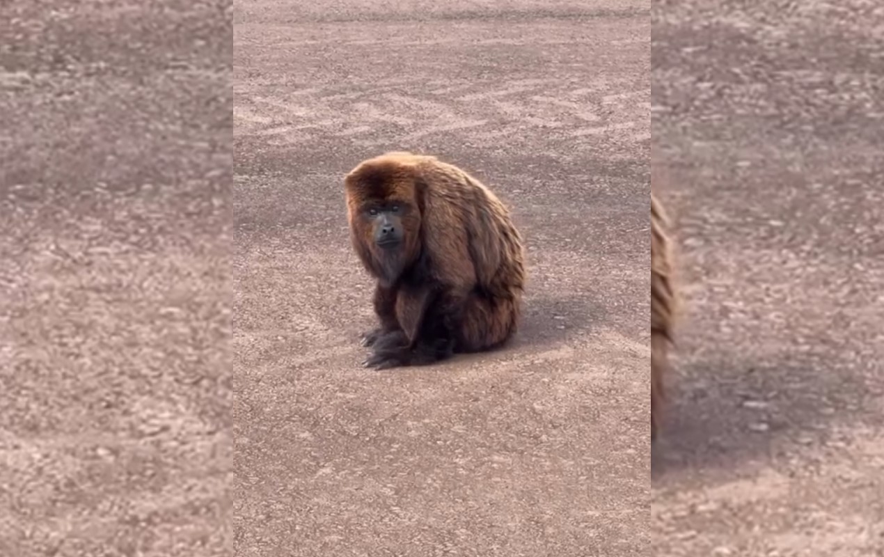 Bugio-ruivo é resgatado em aeroporto de Bauru; vídeo mostra animal na pista
