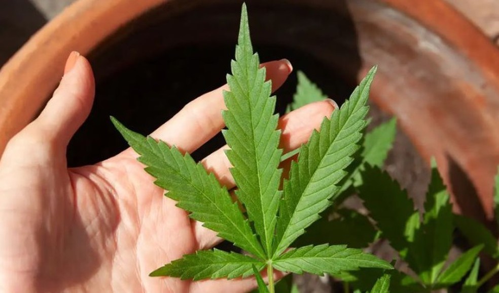  Maioria das pessoas acusadas de tráfico, mesmo flagradas com menos de 40g de maconha, não tem conseguido reverter condenações — Foto: Divulgação/Defensoria Pública do MA