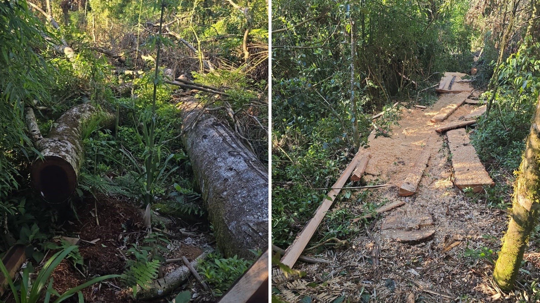 Indígenas são presos no PR por corte ilegal de árvores ameaçadas de extinção para comércio clandestino, diz Polícia Federal