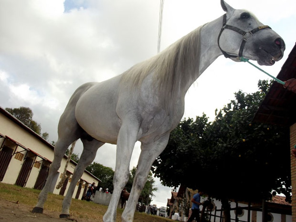 Cavalo quarto de milha tem noite de “Oscar” - Canal Rural