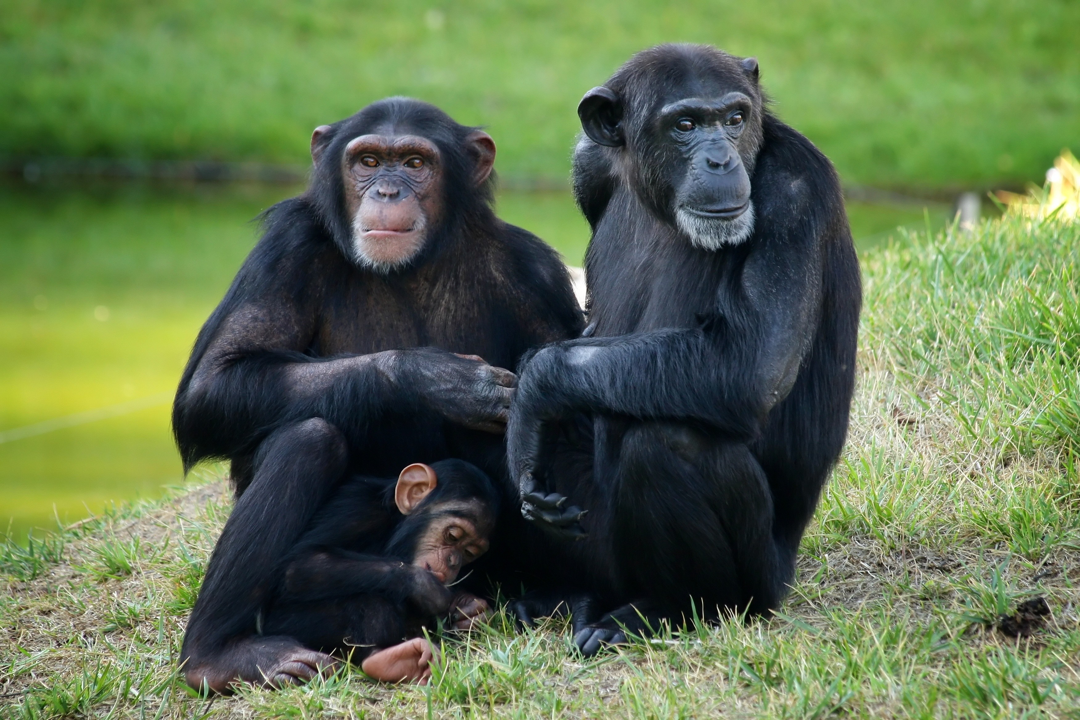 Chimpanzés valorizam informações sociais até mais do que rec