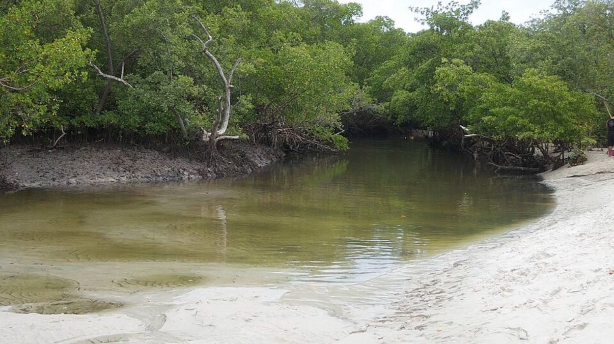 Carbono azul: o que o solo dos mangues revela sobre o futuro do clima