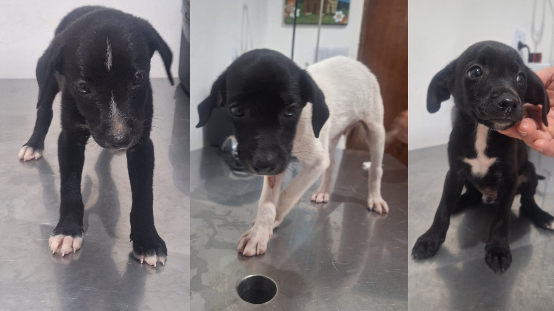 Filhotes de cachorro são resgatados após serem abandonados dentro de caixa de papelão em estrada de Itapetininga