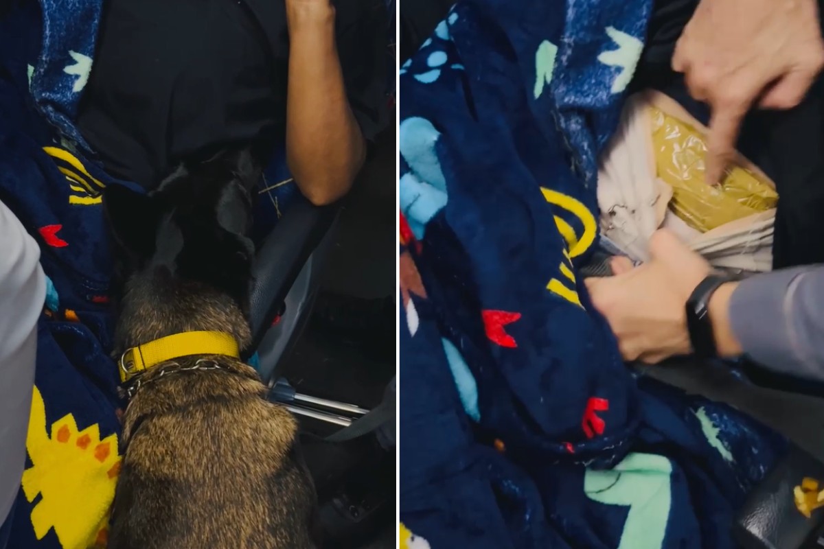 VÍDEO: cadela farejadora encontra droga escondida no corpo de boliviana durante viagem de ônibus no interior de SP
