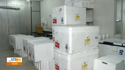 Vacina contra dengue é distribuída no Tocantins; 14 municípios vão aplicar a primeira dose