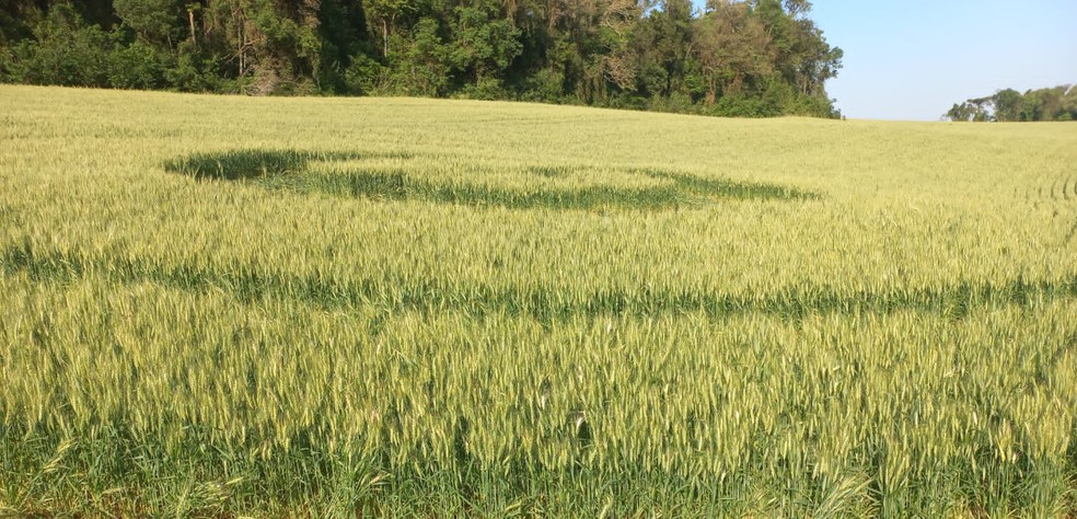 Segundo ufólogo, agroglifo encontrado em SC é falso — Foto: Leonardo De  Marco/ Arquivo pessoal