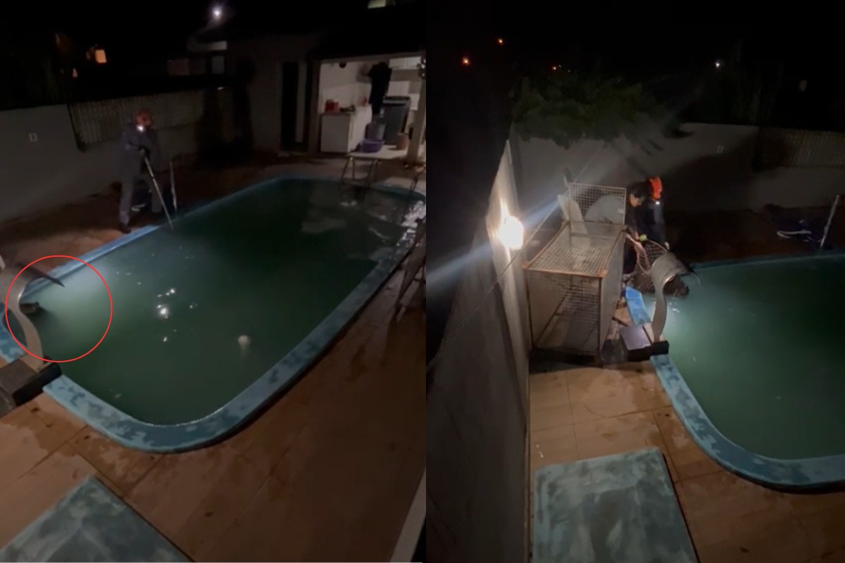VÍDEO: capivara é resgatada após se ‘refrescar’ em piscina no interior de SP