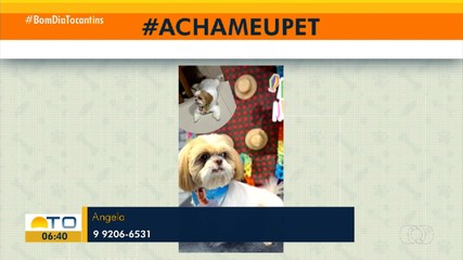 Acha Meu Pet: tutora pede ajuda para encontrar seu cachorro Lupi