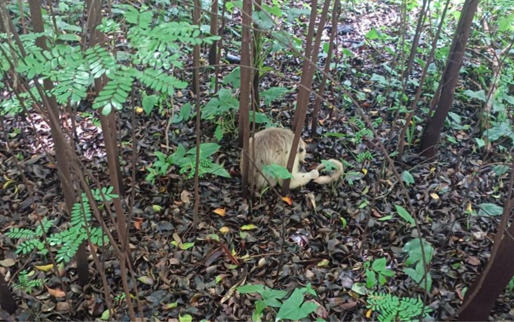 Febre amarela em Ribeirão Preto: entenda o que é a doença e por que macacos não podem ser responsabilizados pela transmissão