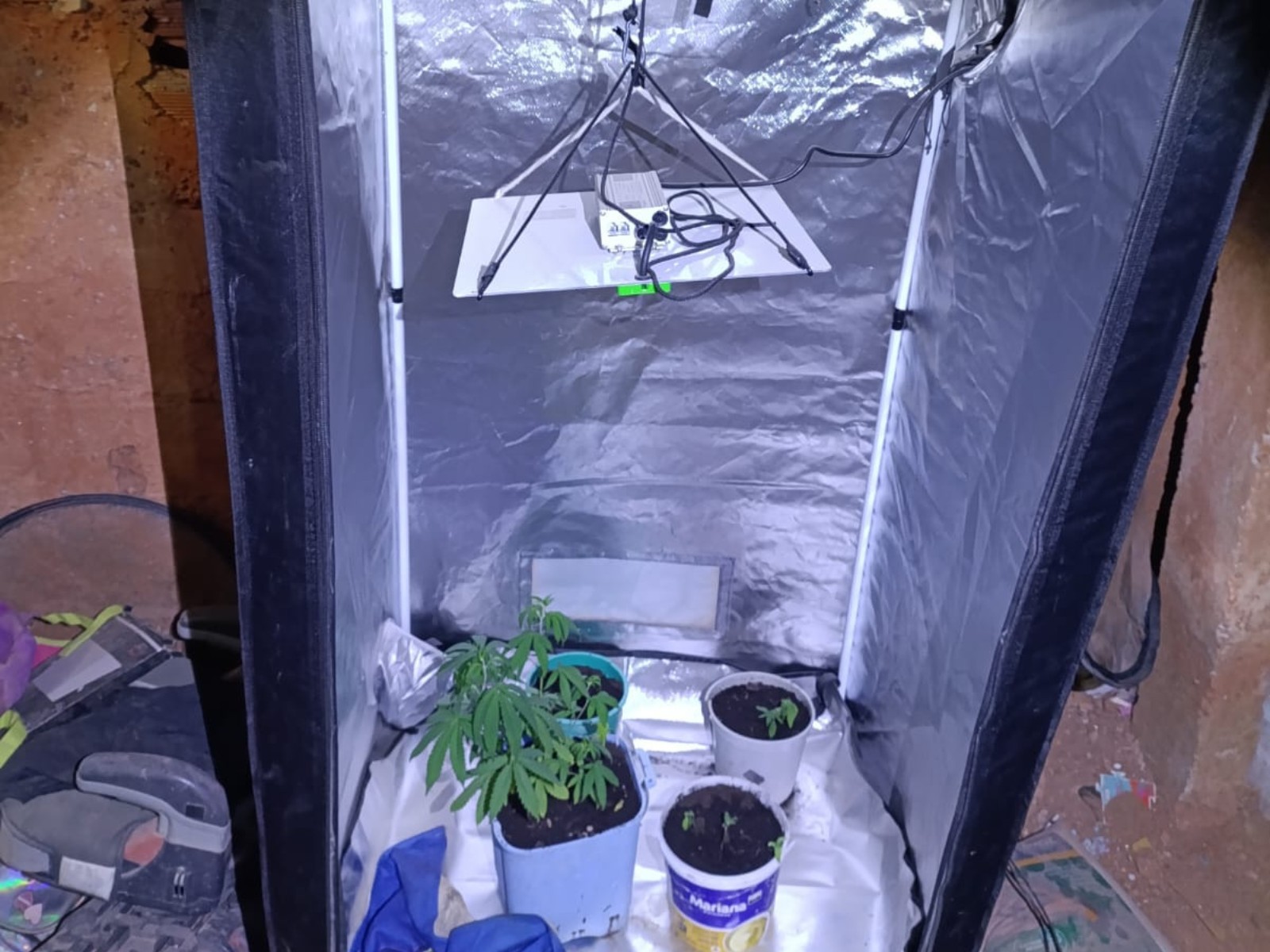 Homem é preso por cultivar pés de maconha dentro do quarto em Governador Valadares