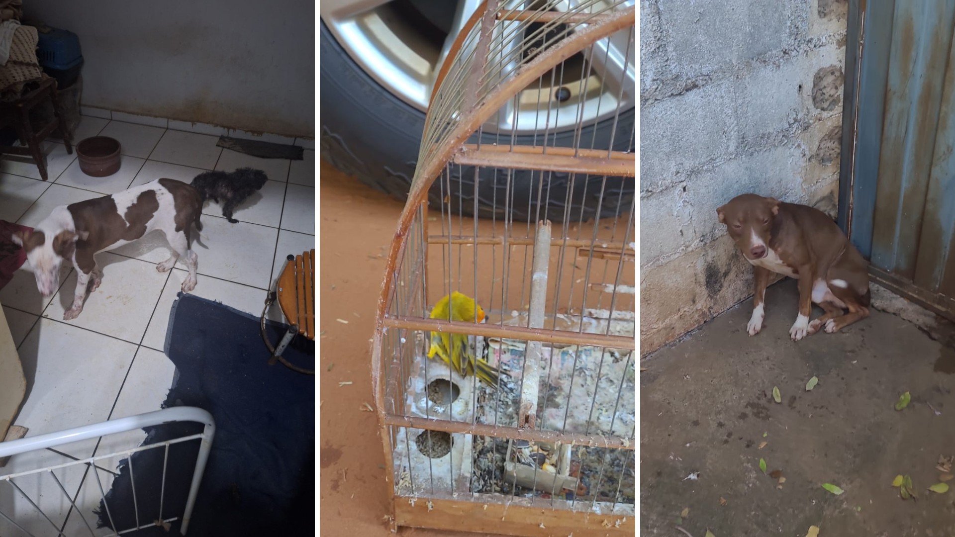 Mulher que teve braço dilacerado após ser atacada por pitbull em canil clandestino é multada em R$ 24,5 mil por maus-tratos aos animais