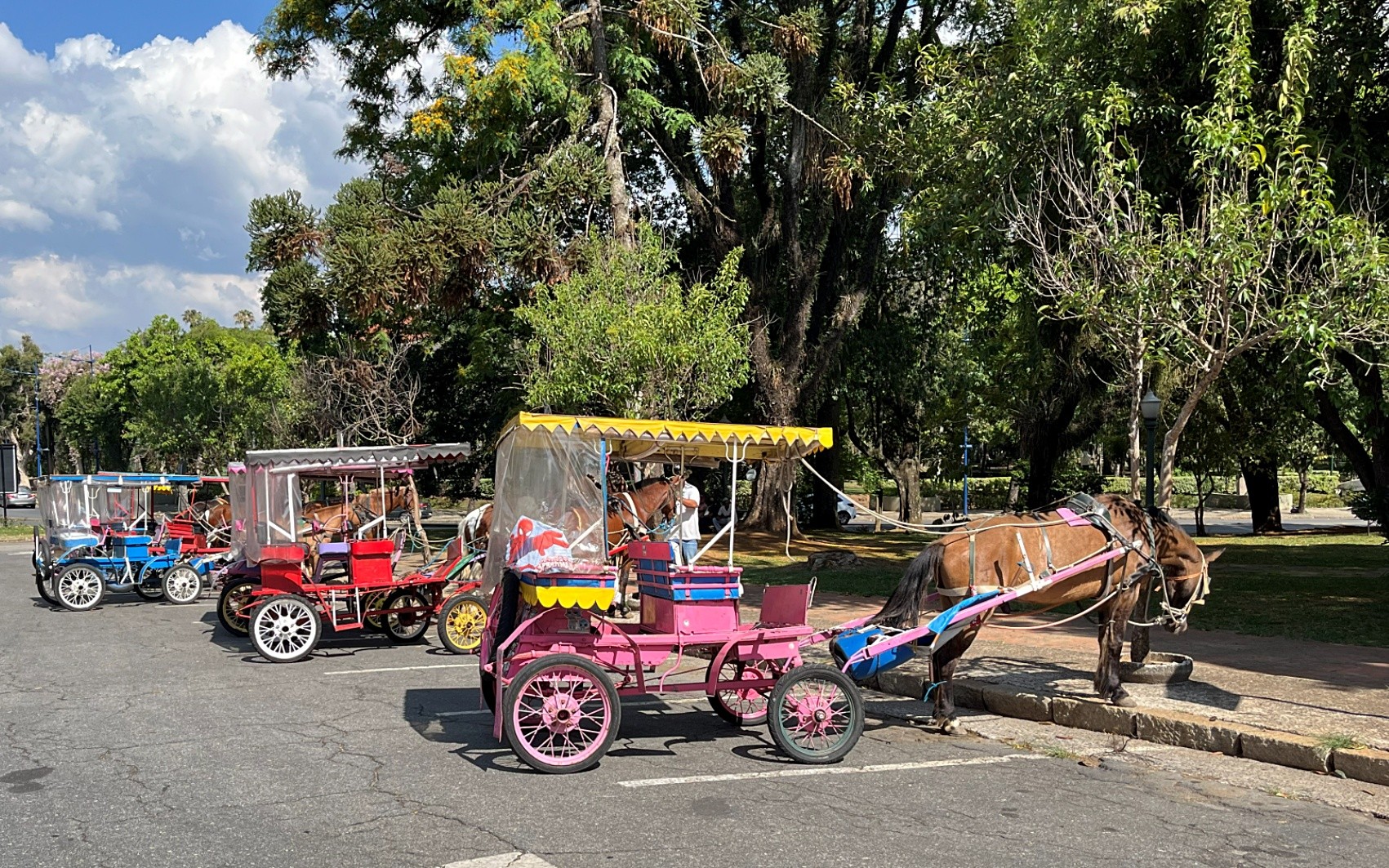 Poços de Caldas proíbe o uso de charretes turísticas puxadas por cavalos | G1