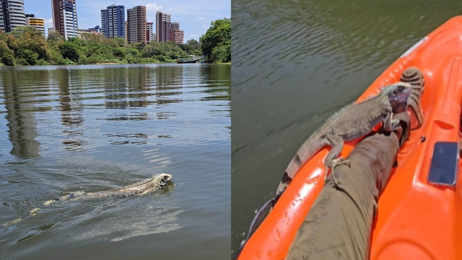 VÍDEO: Guia ajuda iguana a atravessar Rio Poti em Teresina: 'Me lapadeou várias vezes'