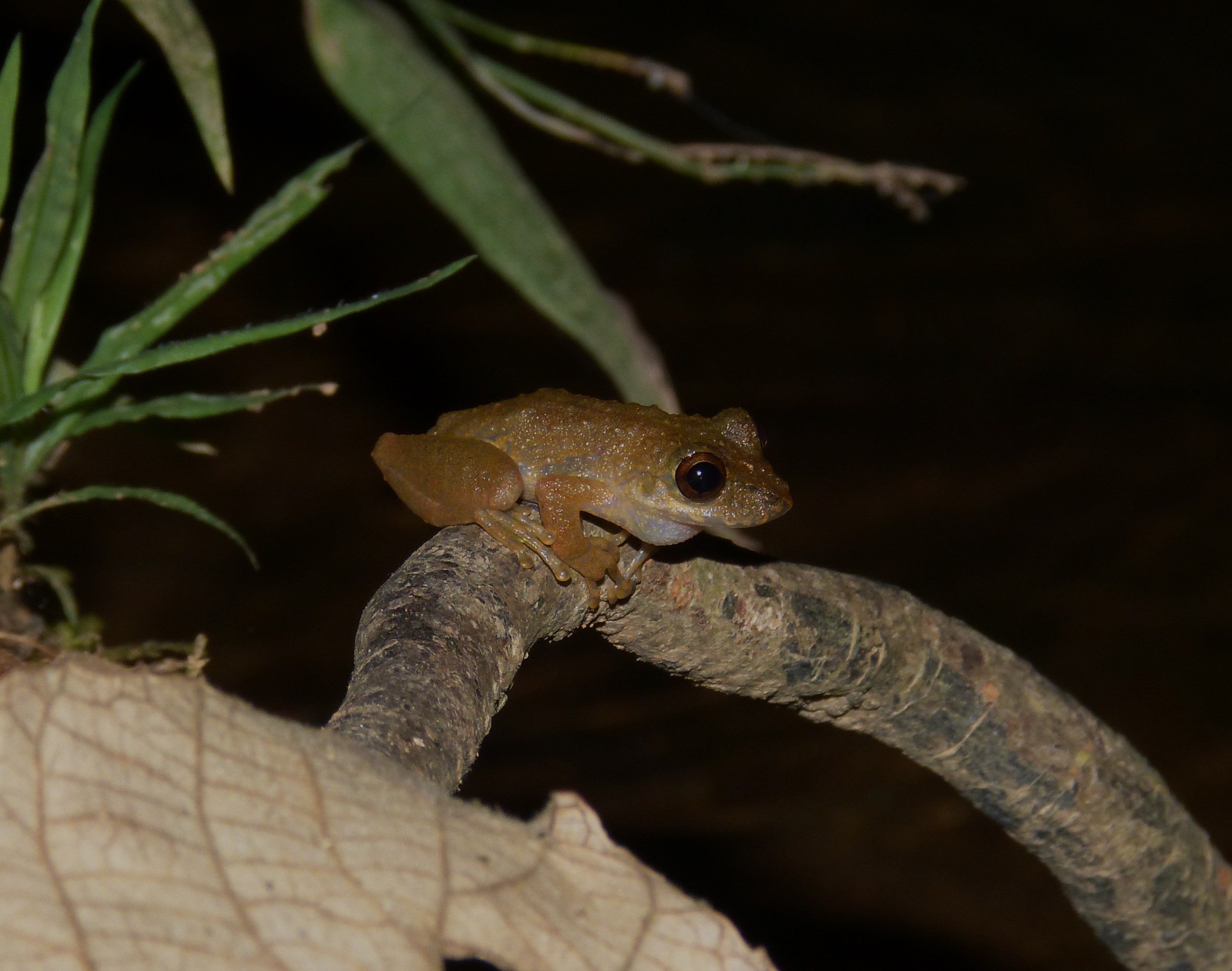 Descoberta de nova espécie de perereca em MG reforça importância da pesquisa e preservação do Cerrado 