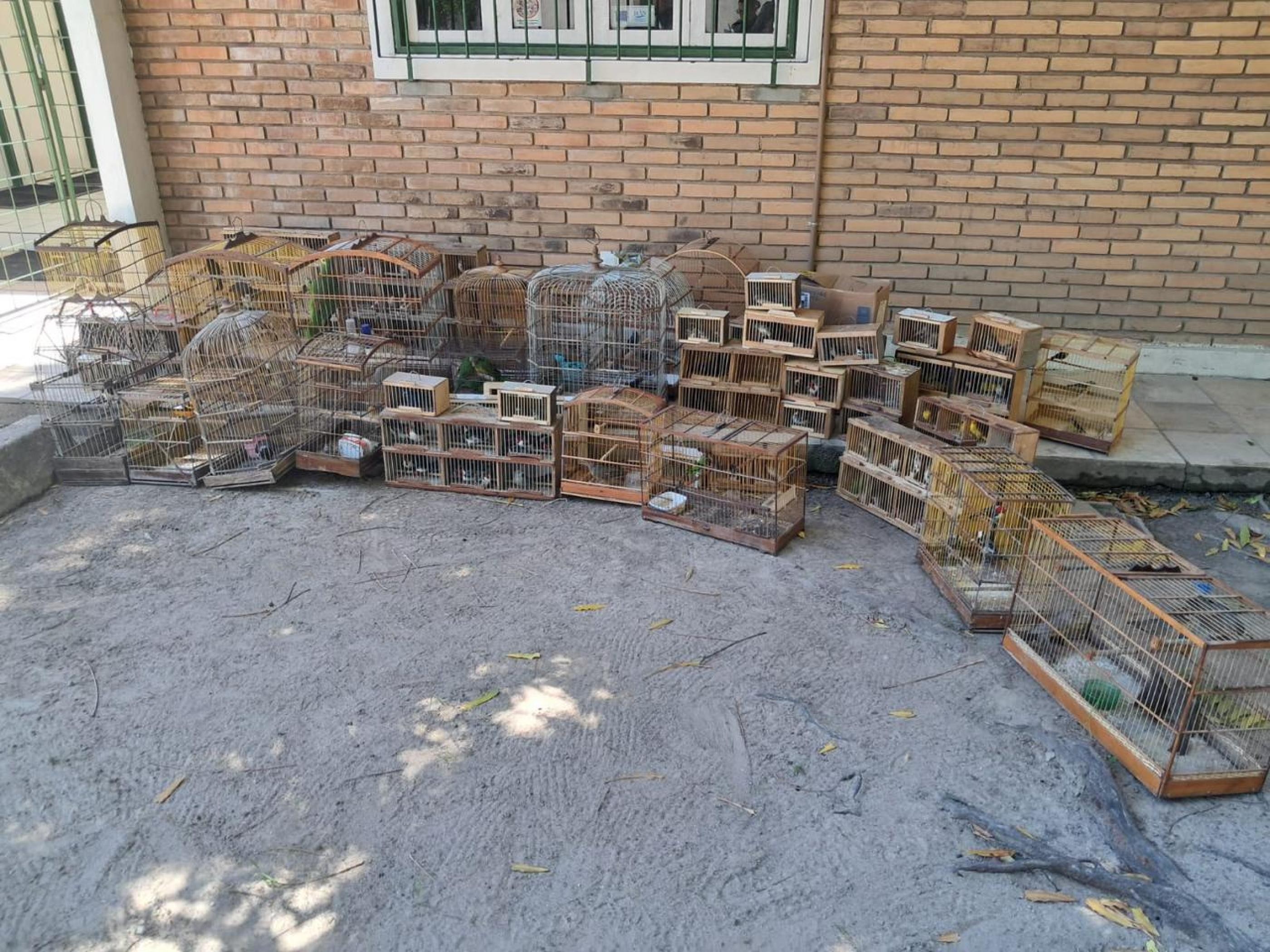 Operação apreende 277 aves silvestres em feiras e cativeiros em Arapiraca e Maceió