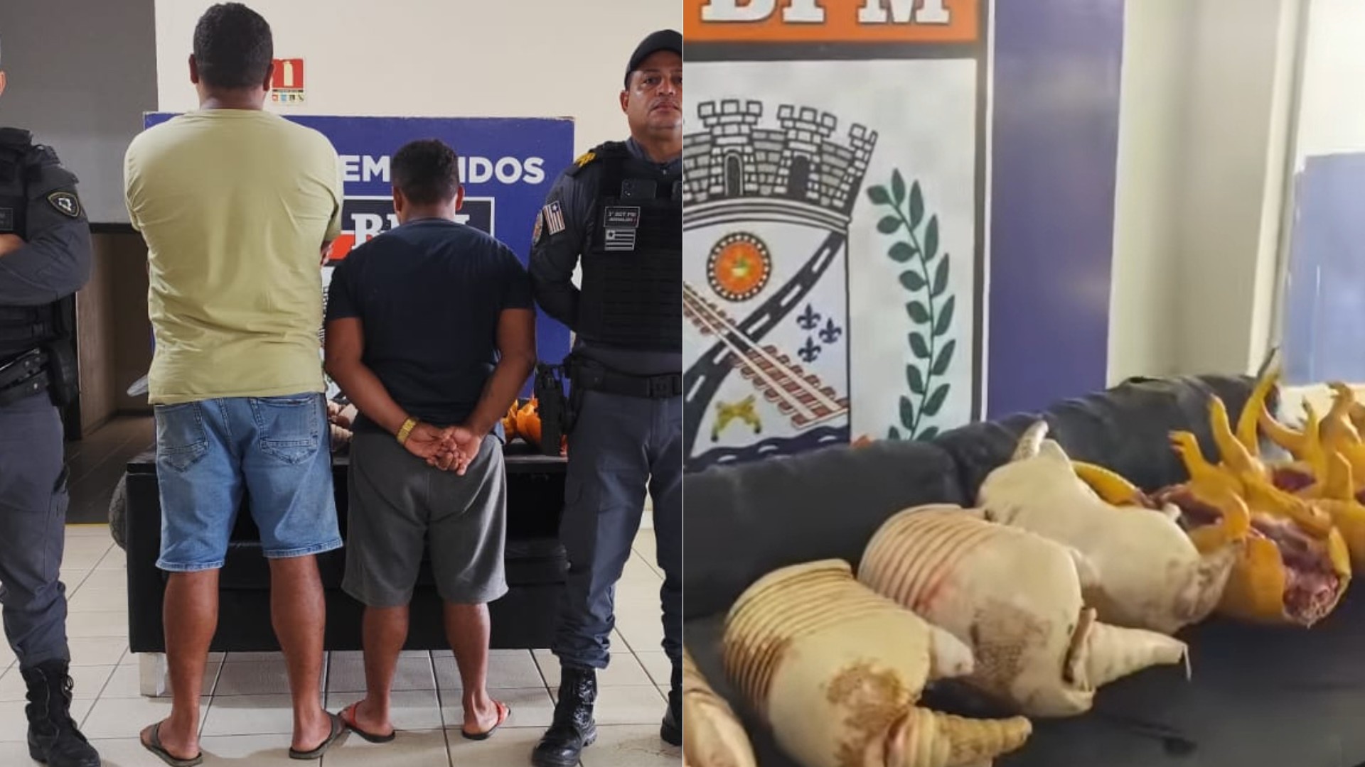 Homem é preso após ser flagrado transportando tatus abatidos na MA-125, na região tocantina