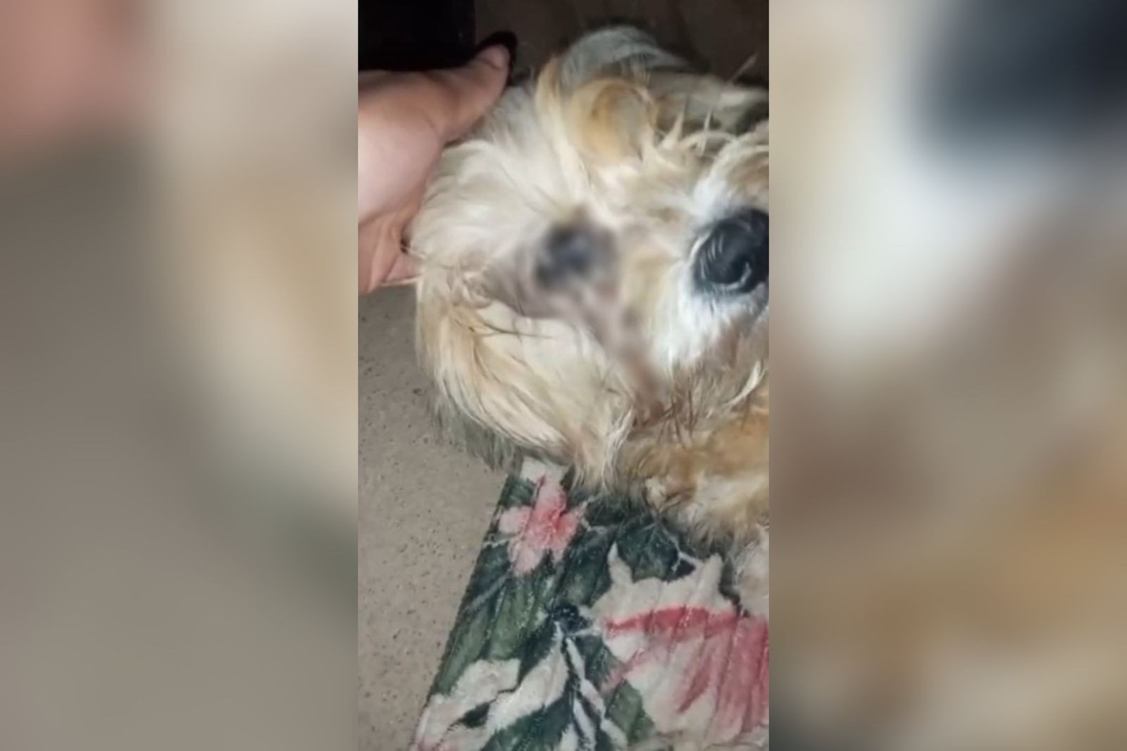 Cadela é resgatada após ter o olho perfurado por pedra em Várzea Paulista