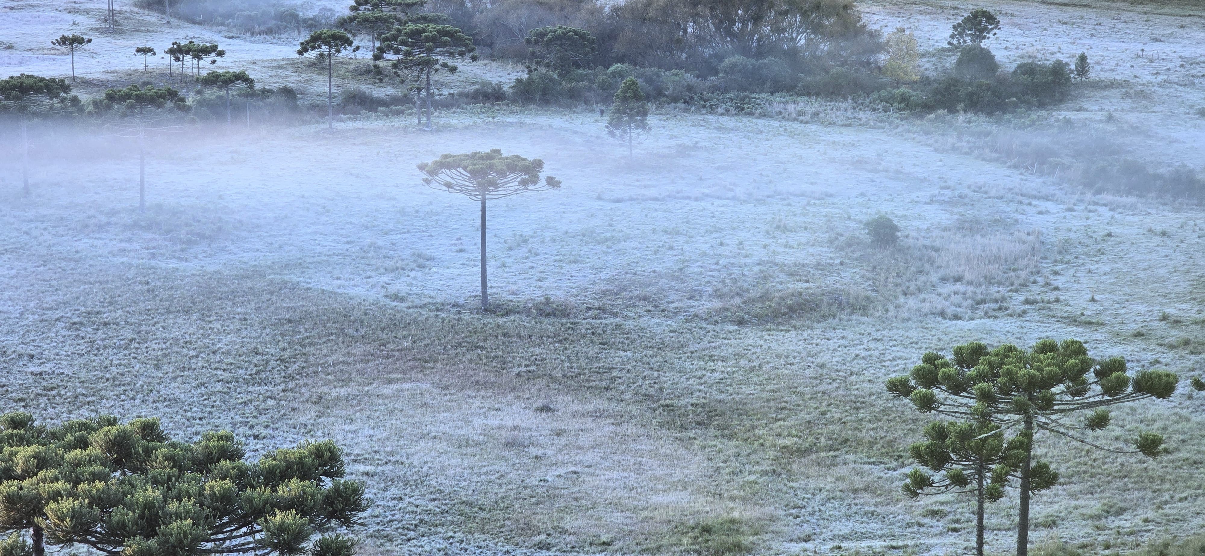 Geada ampla deve marcar sexta-feira de frio em SC após queda de neve na Serra