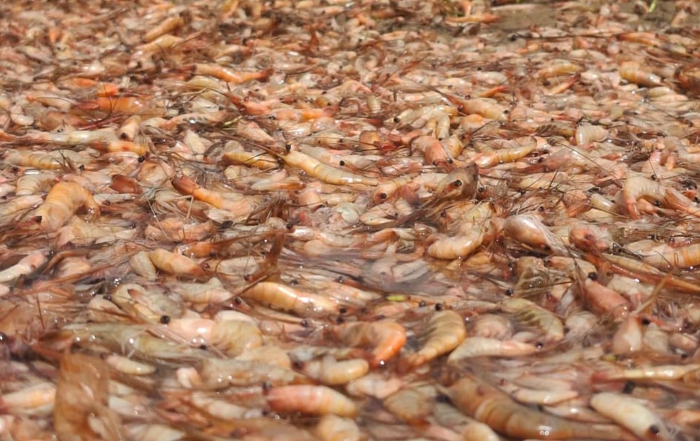 Cetesb investiga mortandade de camarões de água doce no Rio Tietê em Igaraçu do Tietê (SP) — Foto: Marcus Vinícius Anjos/TV TEM