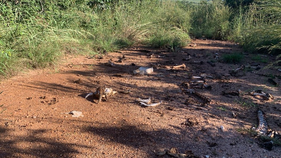 Ossadas de animais flagradas na cratera do Domo de Araguainha, considerada um dos maiores patrimônios geológicos do país — Foto: Ruy Ojeda