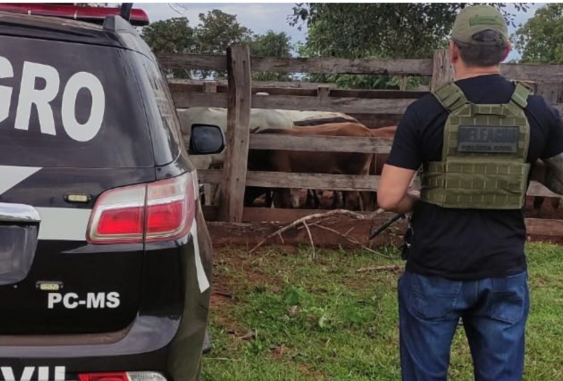 Polícia recupera 67 cabeças de gado furtadas e prende dois suspeitos em MS