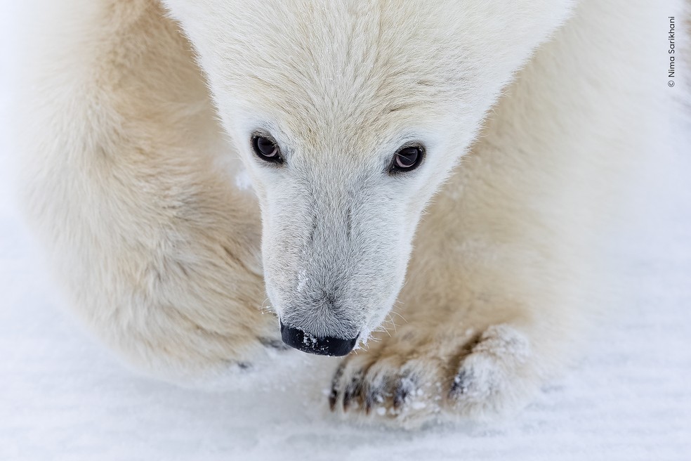 Filhote de urso-polar encara a câmera enquanto acompanha a mãe em uma tentativa frustrada de caça no Ártico. — Foto: Nima Sarikhani – Wildlife Photographer of the Year – People’s Choice Award 2026