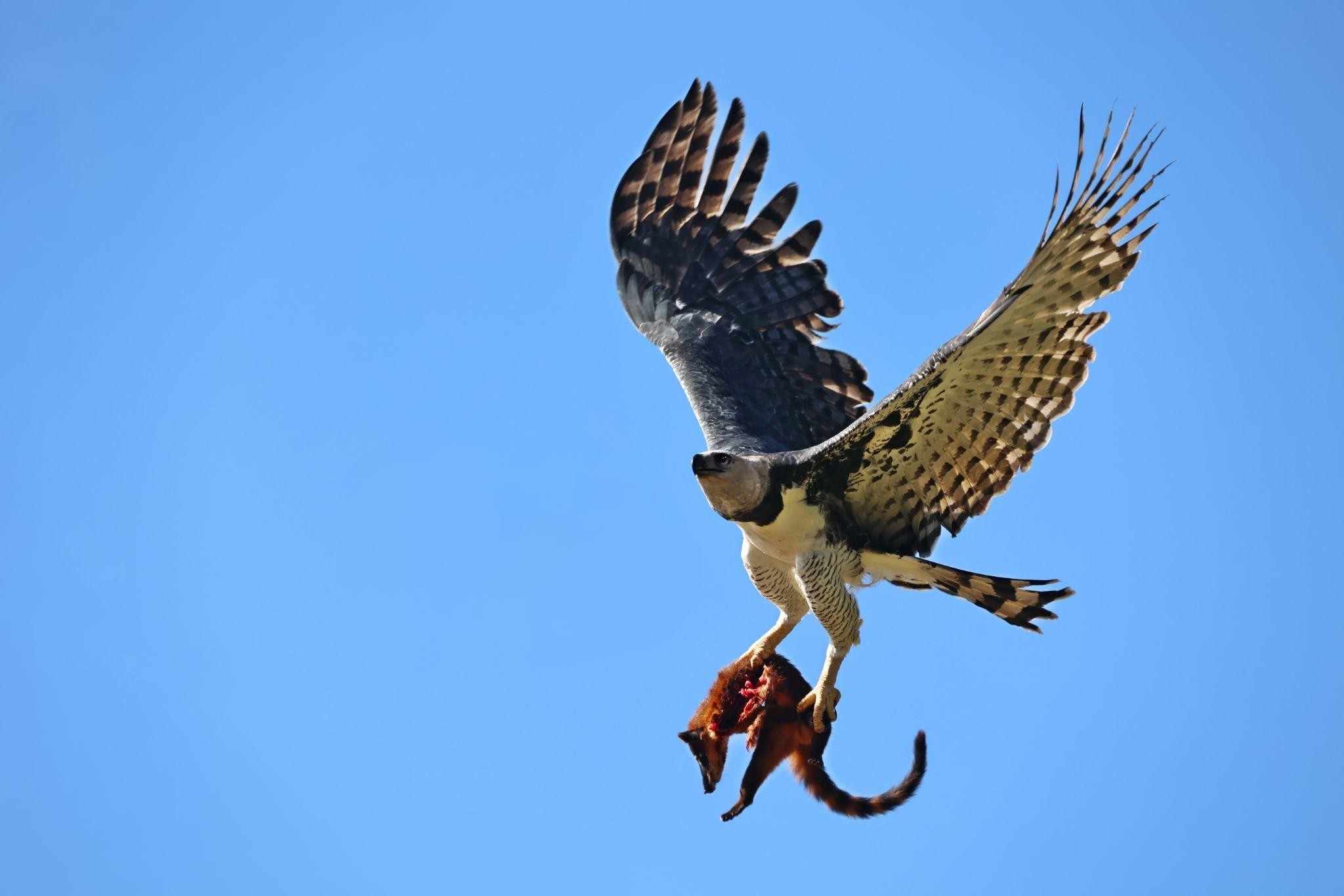 Harpia é flagrada com quati nas garras, no Pará