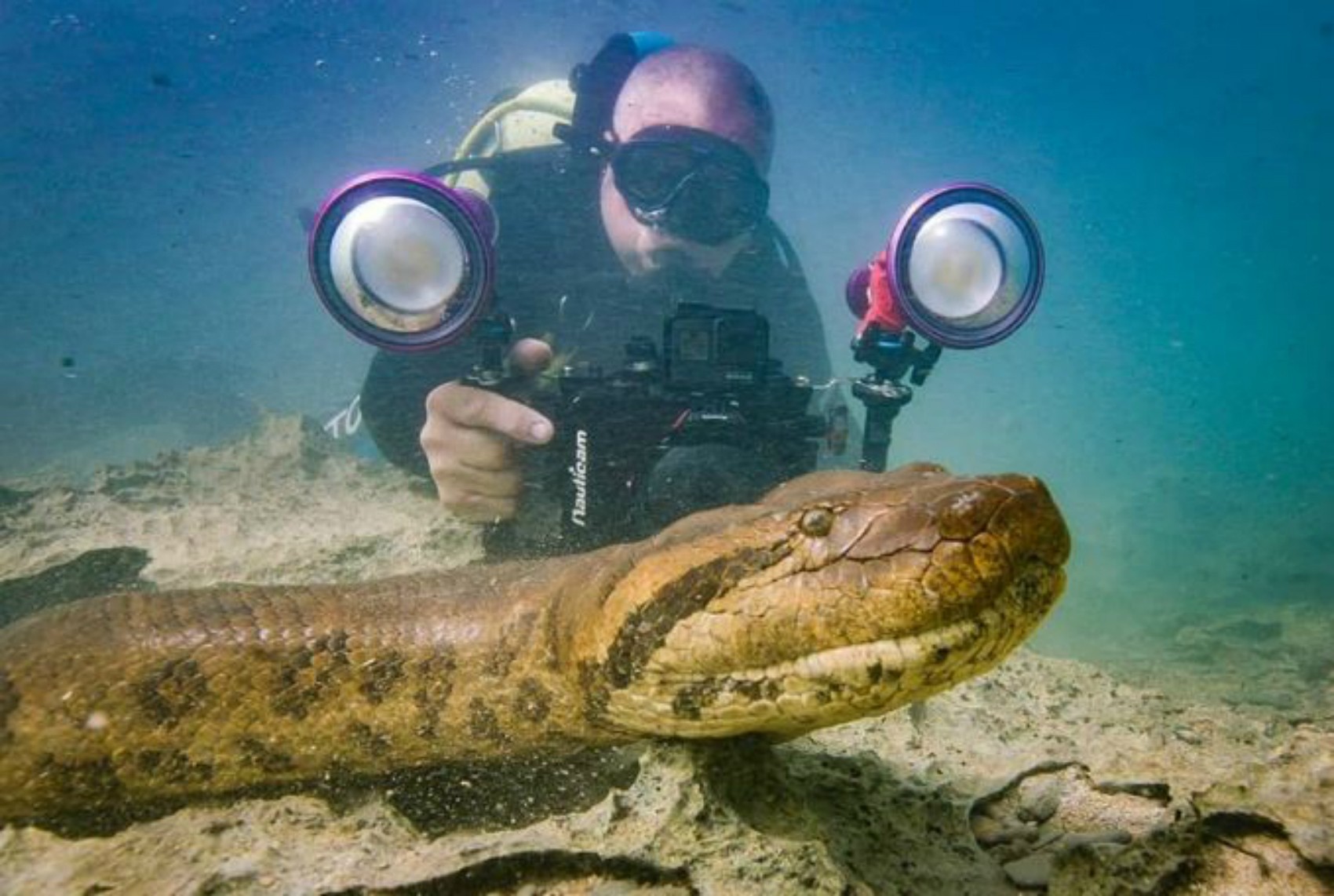 No Dia Mundial da Cobra: as 10 curiosidades que você não sabia sobre as serpentes