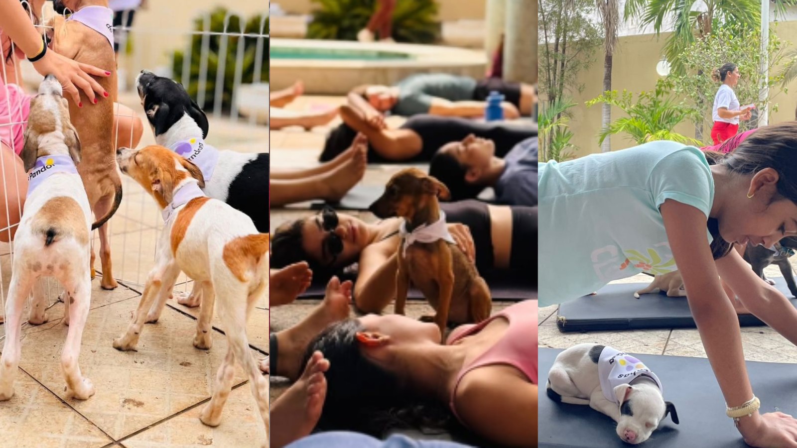 Yoga com filhotes de cachorro vira feira de adoo em Teresina ; vídeo