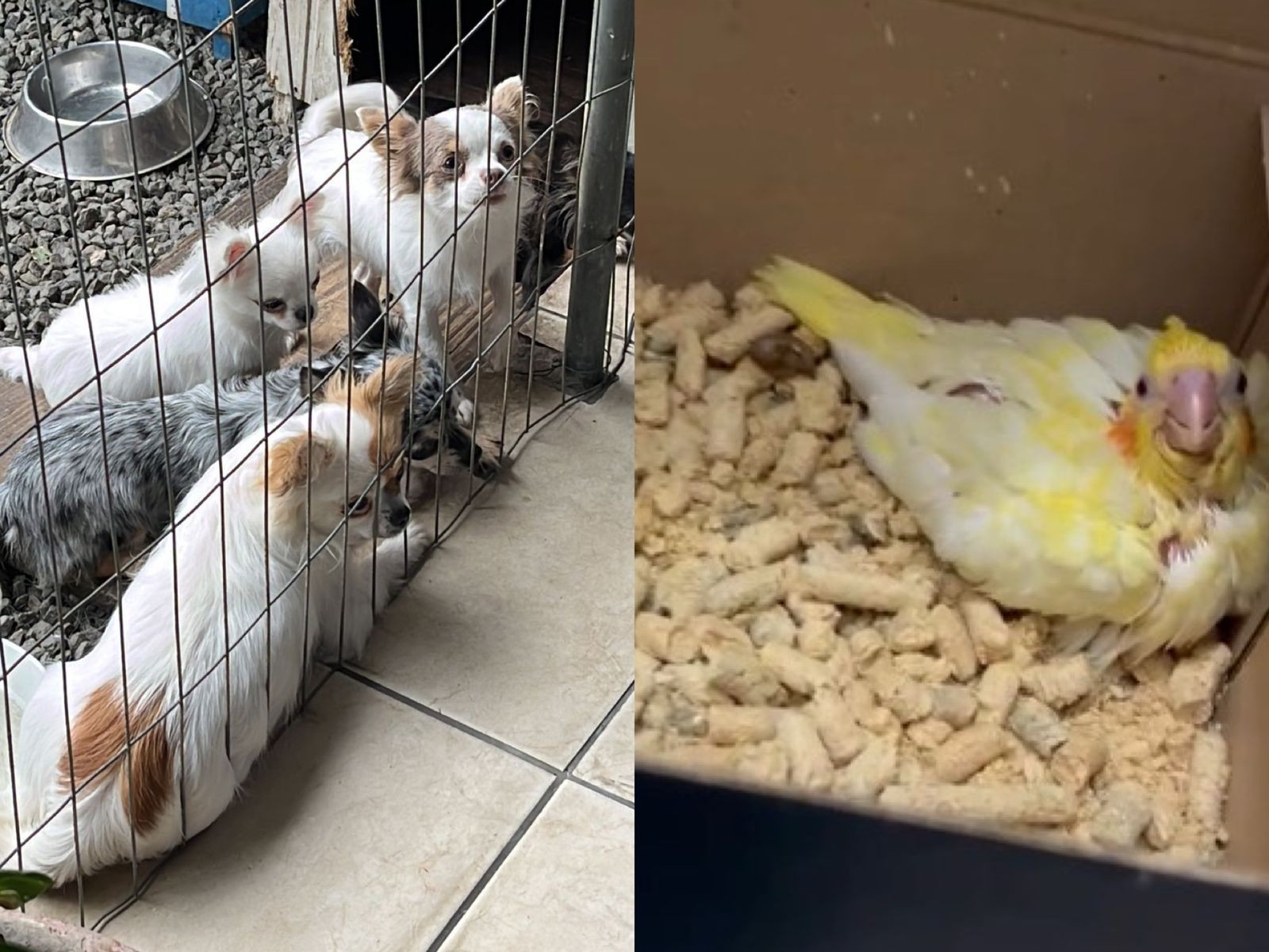 Dono de canil clandestino é preso por suspeita de maus-tratos contra mais de 20 animais em Blumenau