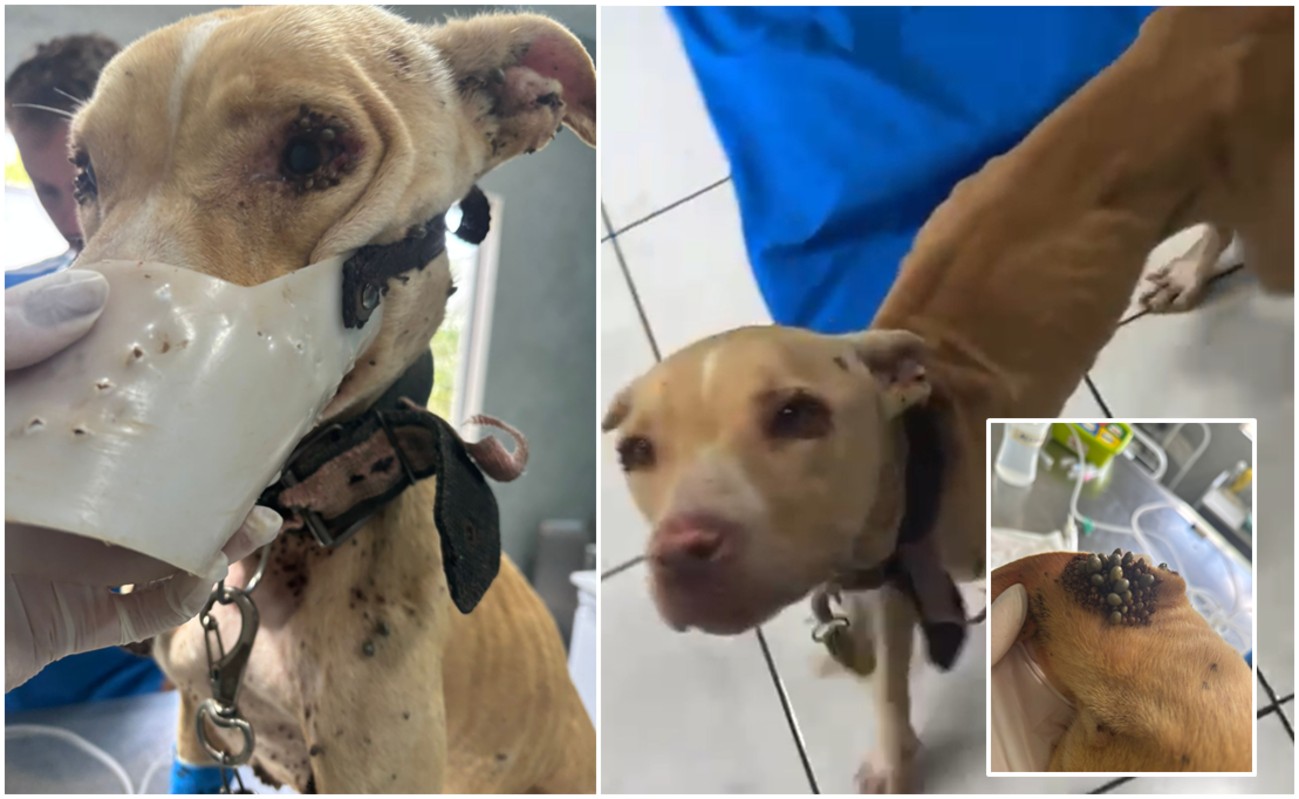 Cachorra é resgatada desnutrida e com centenas de carrapatos no interior de SP; tutor é preso
