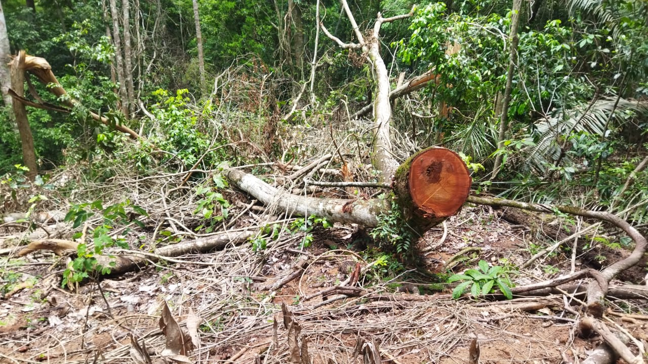 MapBiomas: Mato Grosso reduz desmatamento em 43%, mas segue entre os que mais derrubam florestas no país