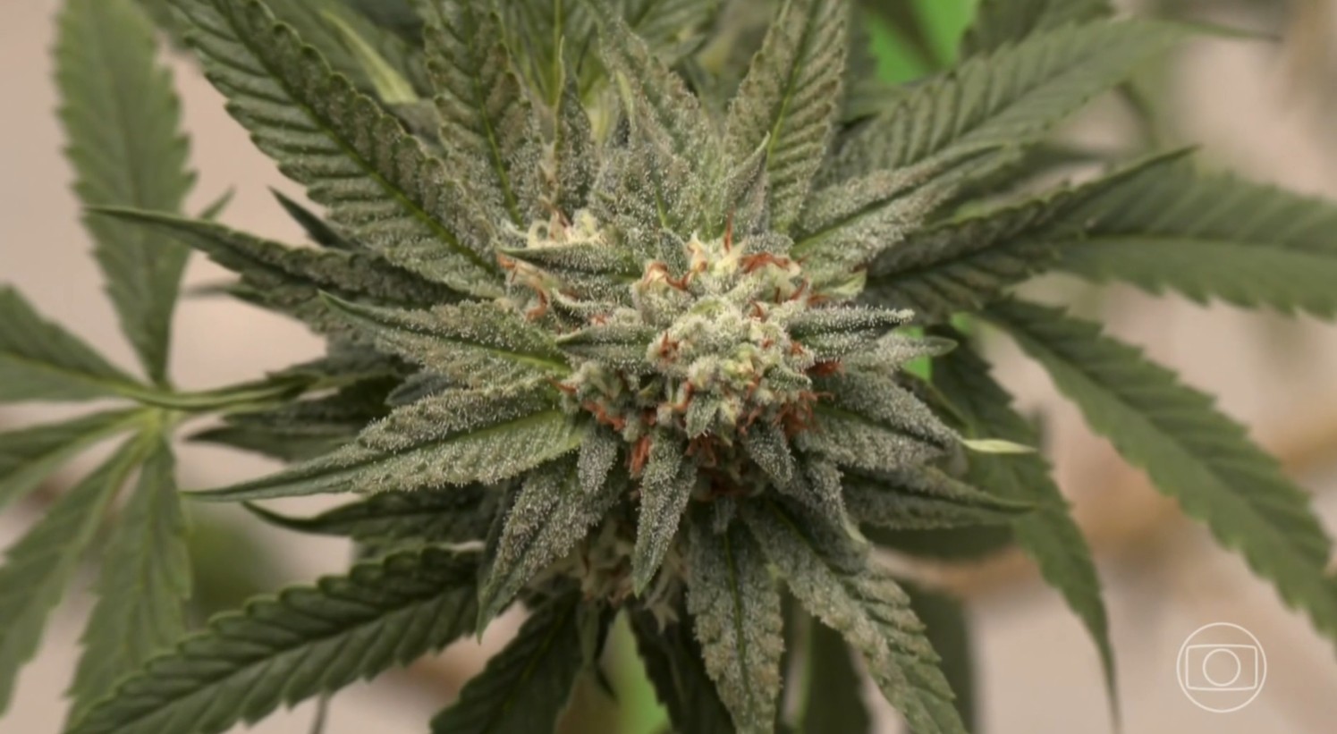 Pesquisadores usam clonagem para criar maior jardim de cannabis do mundo em MG