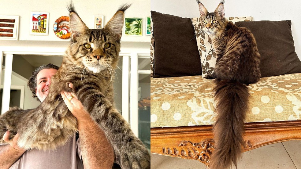 Orelhas e caudas de gatos maine coon chamam atenção de amantes dos pets — Foto: Reprodução/Instagram