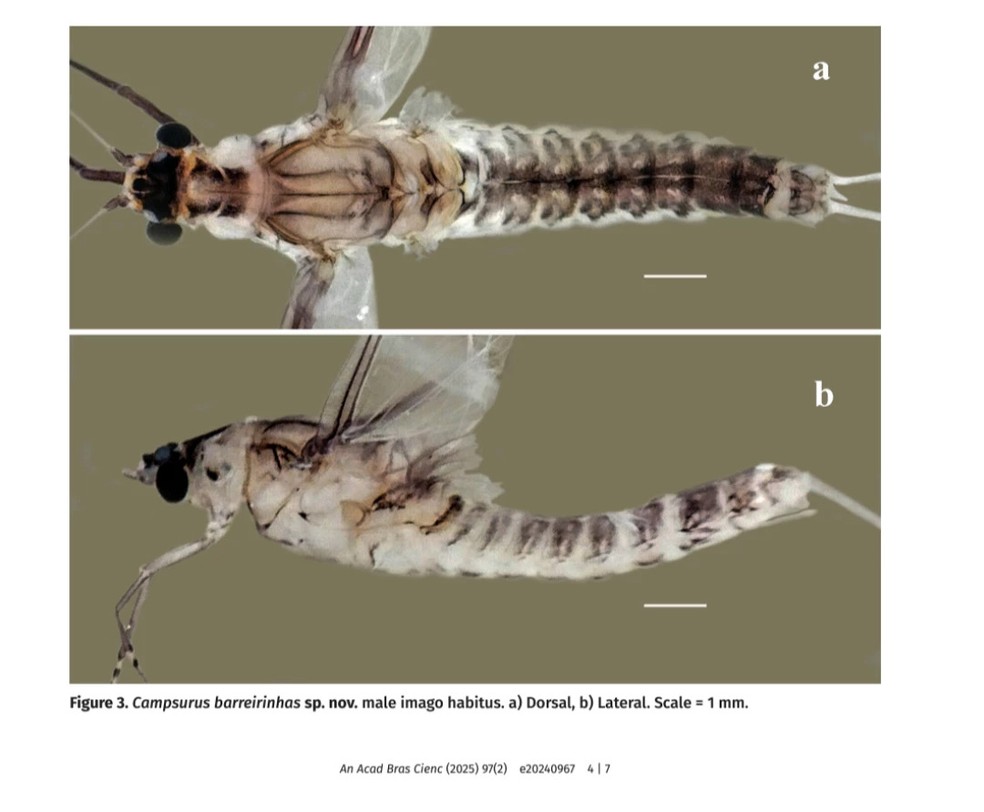 Em reconhecimento à beleza e importância da região, o pesquisador denominou o inseto como Campsurus barreirinhas. — Foto: Reprodução/UEMA