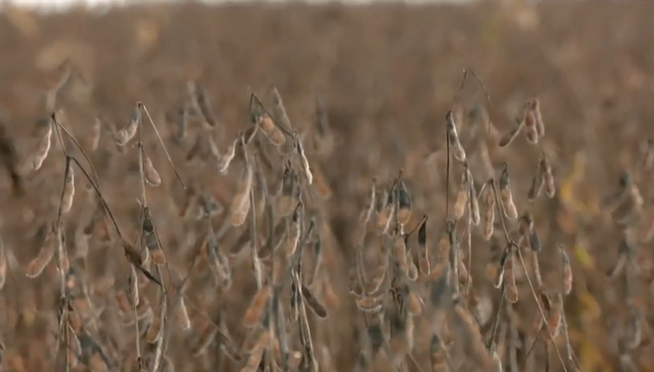 Acúmulo de chuva prejudica colheita de soja e plantio de milho no Tocantins; entenda