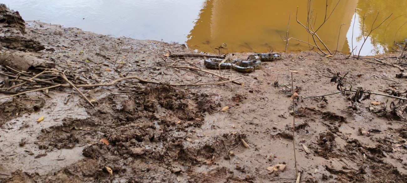 Sucuri de quase 4 metros é retirada de telhado de casa no TO; veja vídeo