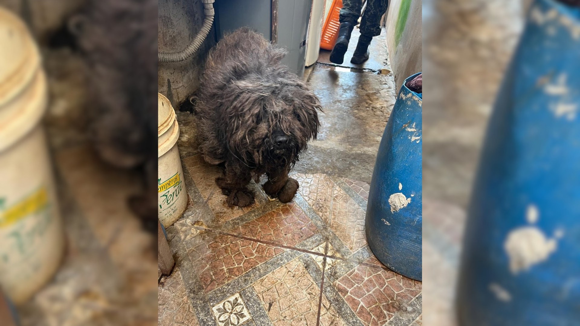Mulher é presa e multada em mais de R$ 100 mil por maus-tratos em Marília; 36 animais foram resgatados 