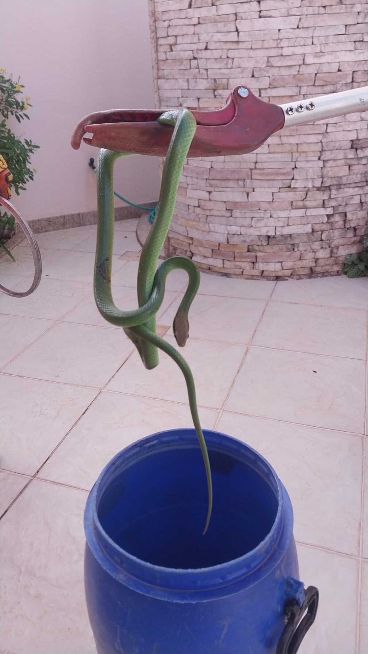 Cobra é encontrada dentro de máquina de lavar em Montes Claros