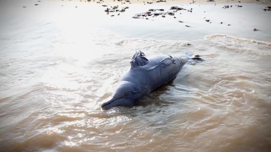 EXTRA: veja as primeiras imagens dos mais de 200 botos mortos no Lago Tefé - Programa: Globo Repórter 