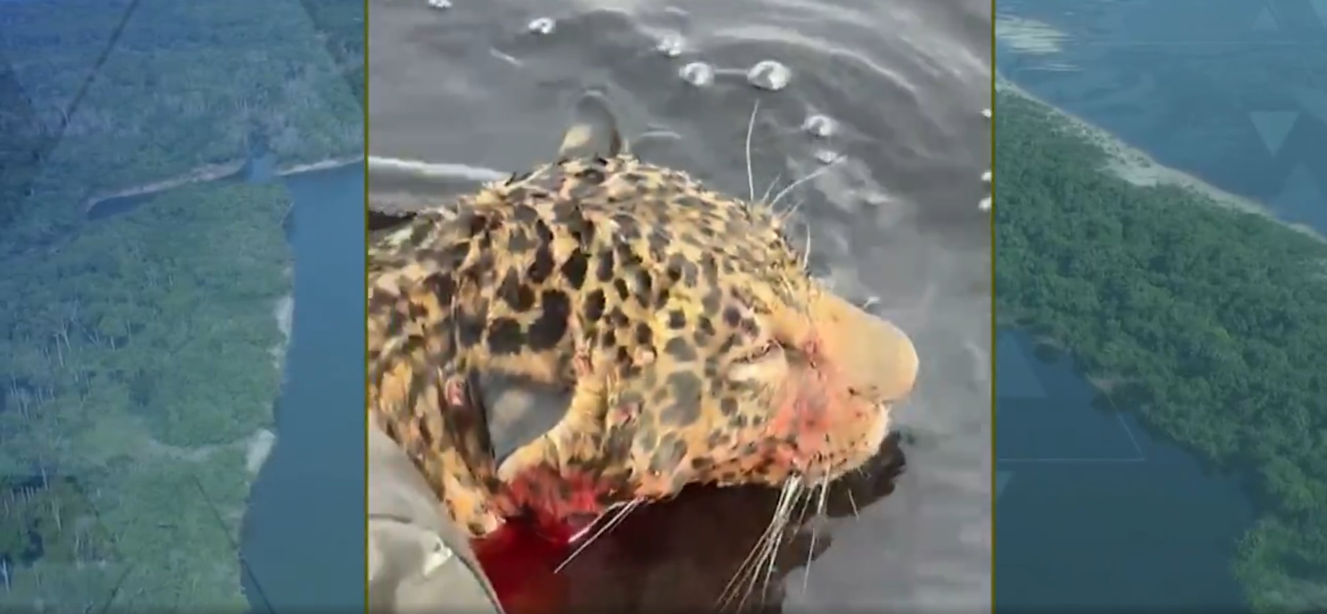 VÍDEO: Onça ferida e exausta é achada quase se afogando no rio Negro; 'E agora, o que faz com esse bicho?'