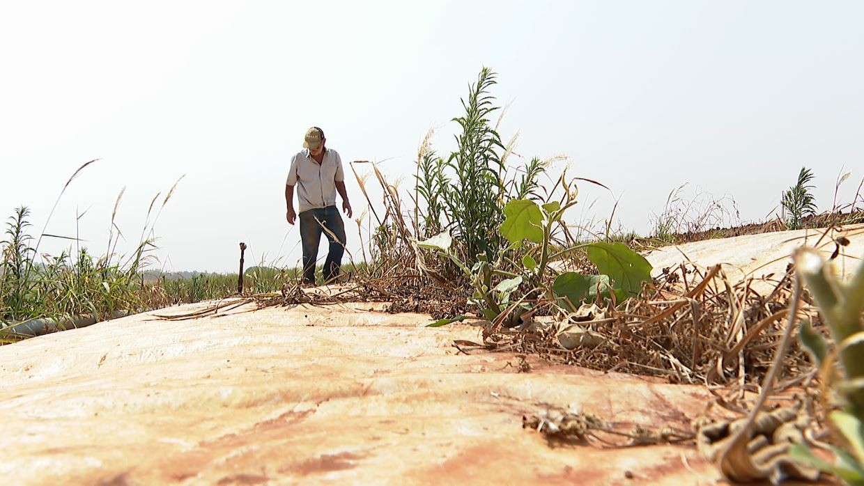 Agricultores de SP relatam prejuízos com invasão de lebres após incêndios: 'nunca tivemos tanto ataque'