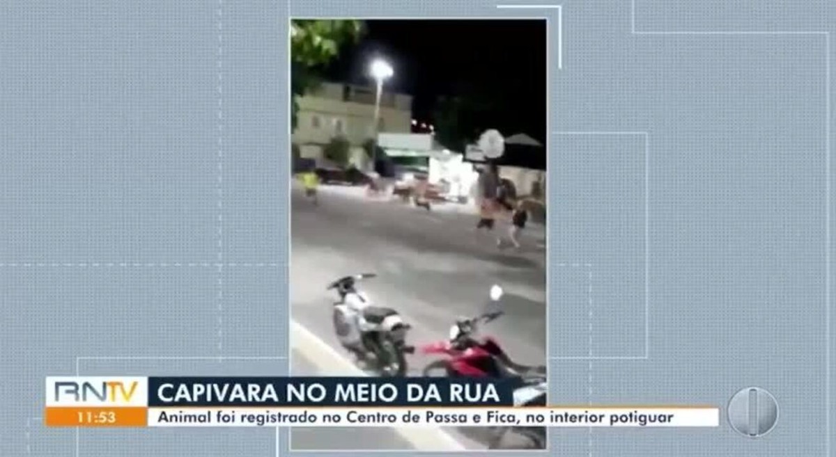 Capivara é flagrada correndo na rua em bairro da zona Oeste de Franca; VÍDEO