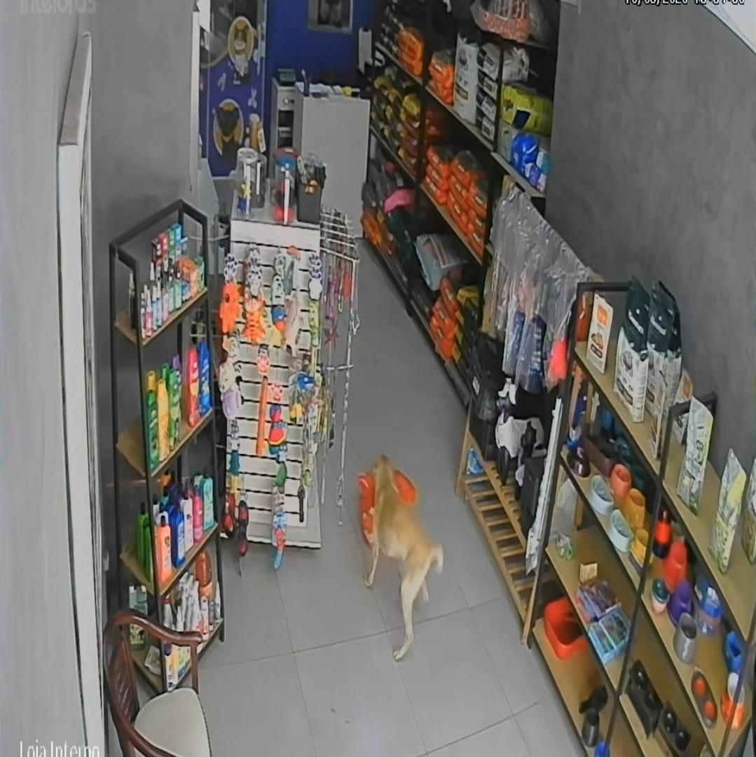 VÍDEO: Cadela 'Caramela' é flagrada furtando saco de ração de loja em Barra Mansa