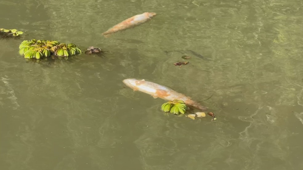 Pescadores também relatam que o gosto e o cheiro da carne do peixe estão diferentes — Foto: Paulo Oliveira/TV TEM